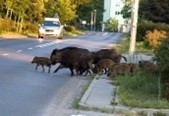 Zmiany w rozporządzeniach Wojewody Zachodniopomorskiego w sprawie odstrzału sanitarnego i zmiany strefy objętej zakażeniem afrykańskiego pomoru świń