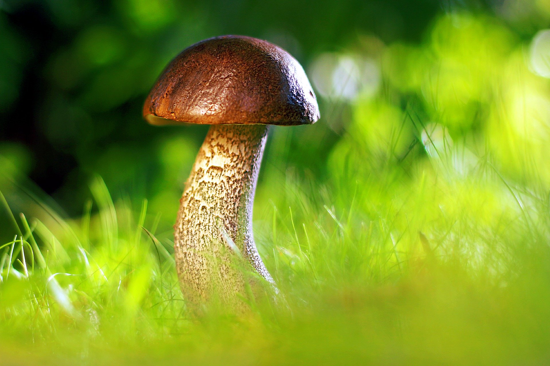 Podstawowe zasady bezpiecznego grzybobrania