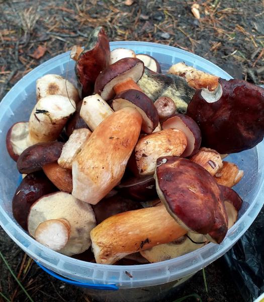 Grzybobranie w Stolcu