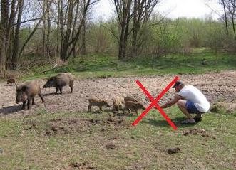 APEL - nie dokarmiaj dzików...