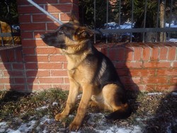Dwa groźne psy w Mierzynie