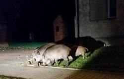 Inwentaryzacja dzików na terenie Nadleśnictwa Trzebież