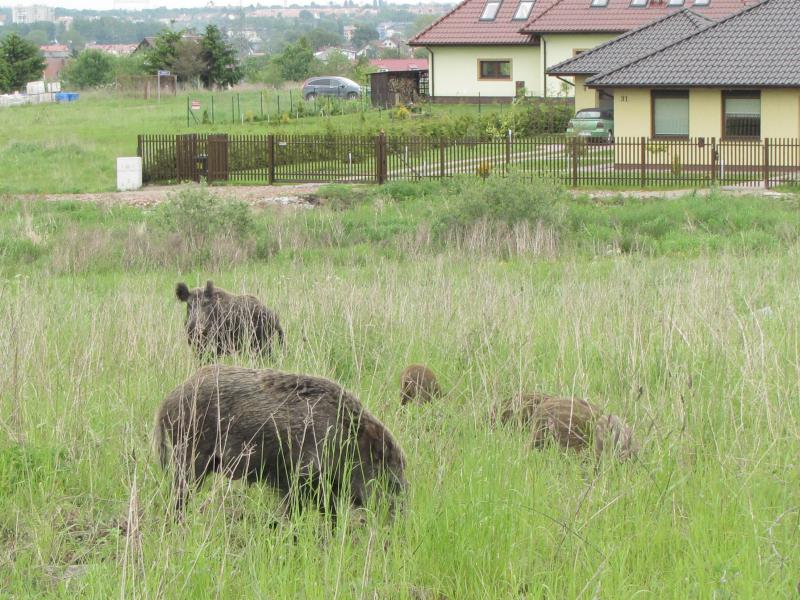Postępowanie w przypadku dzikiej zwierzyny na terenie Gminy Dobra