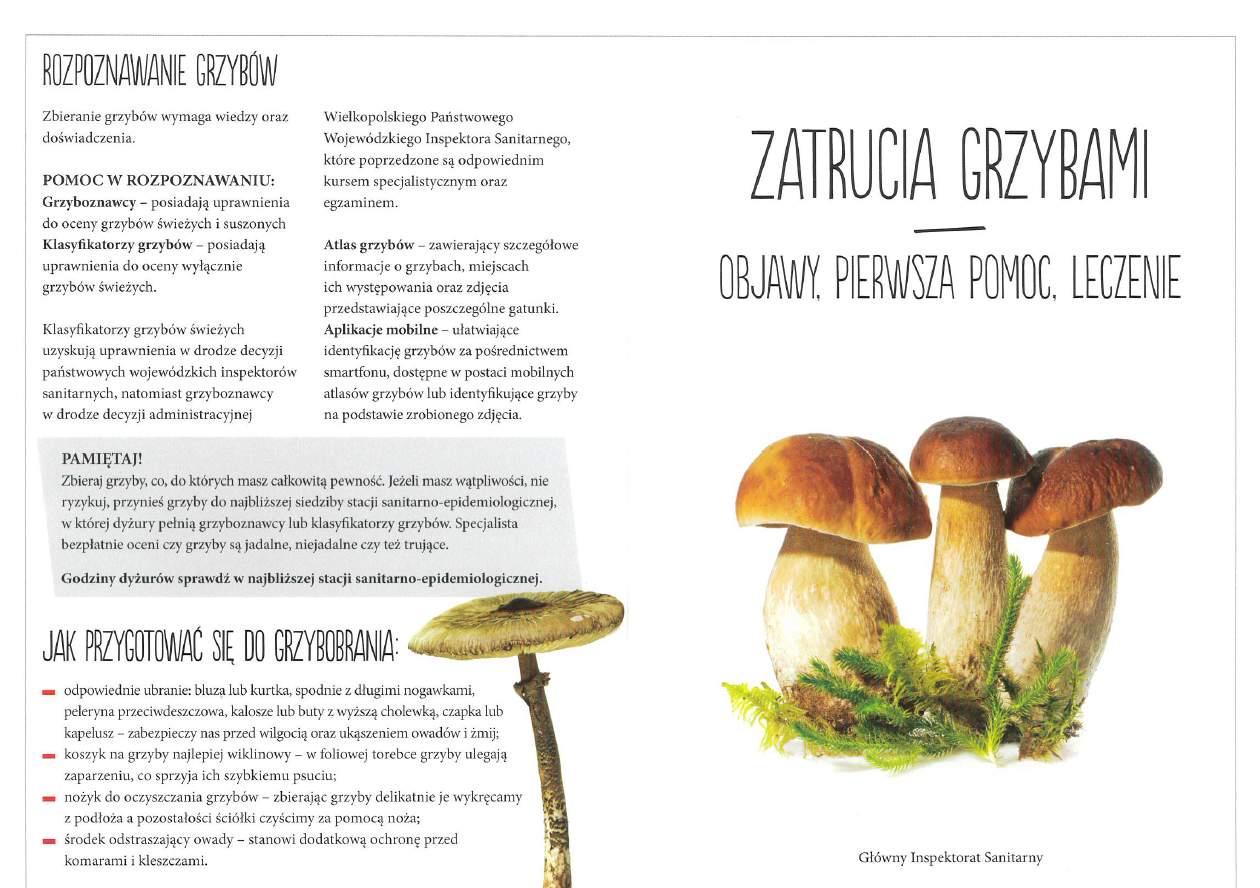 Zatrucia grzybami oraz podstawowe zasady bezpiecznego grzybobrania