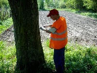 Szczepienie Kasztanowców